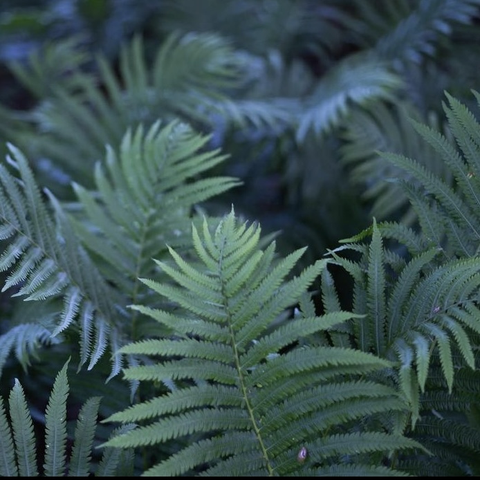 Fern Image